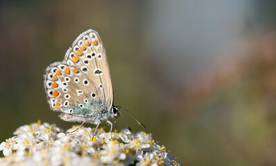 Close-up of a small butterfly, a blue butterfly, sitting on a white flower. There is space for text.