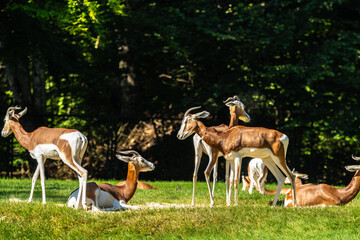 Dama gazelle, Gazella dama mhorr or mhorr gazelle is a species of gazelle