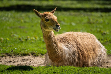 Vicunas, Vicugna Vicugna, relatives of the llama in a German park