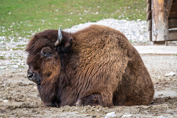 American buffalo known as bison, Bos bison in a german park © rudiernst