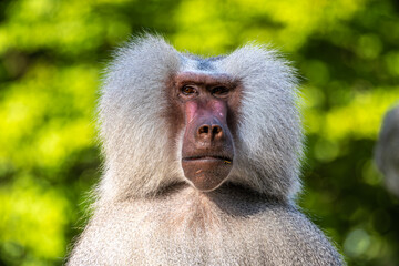 The hamadryas baboon, Papio hamadryas is a species of baboon