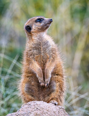 Meerkat, Suricata suricatta sitting on a stone and looking into the distance