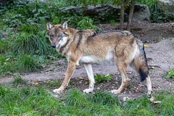 Fototapeta premium European Grey Wolf, Canis lupus in a german park