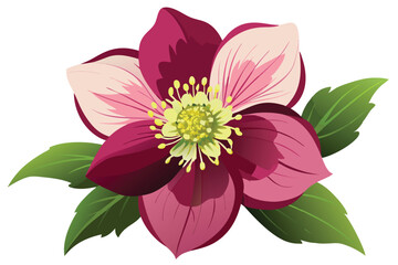 Hellebore flower vector illustration on white background