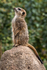 Meerkat, Suricata suricatta sitting on a stone and looking into the distance