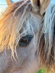 close up of a white horse's eye