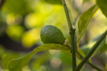 Green lemon on tree