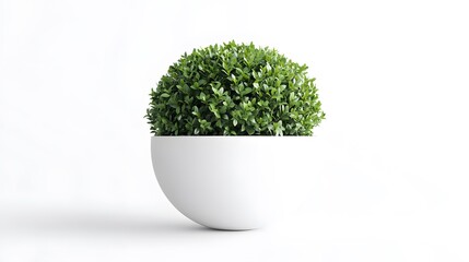 Green Plant in White Pot
