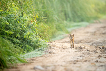 The Golden jackal in Morning 