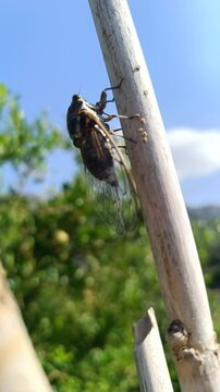 Close-up of a cicada perched on a stick singing on a sunny day