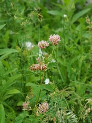 Clover Flowers in a Field