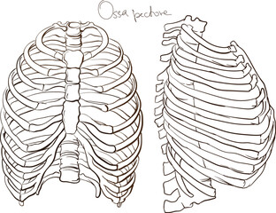 Anatomy of human body, hand drawn bones of chest