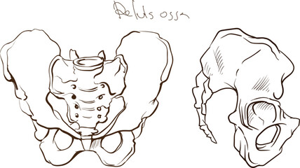 Anatomy of human body, hand drawn bones	of pelvis
