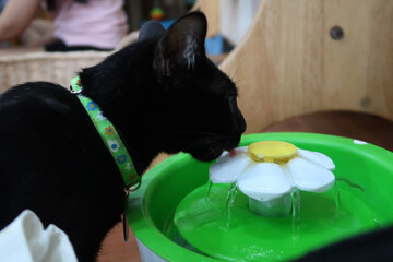 Cat drinking from automatic water dispenser. Modern smart drinker for pet. Drinking fountain with replaceable filter, water quantity indicator, filter replacement at home. 