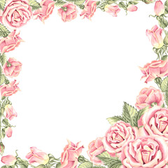 Roses flowers with green leaves. Spring postcard, frame square. Hand drawn watercolor illustration isolated. Clipart of garden plant. Floral template with copy space for invitation, wedding, sticker.