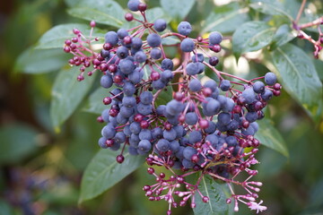 Fuchsia paniculata ,Las Margaritas, (unripe fruits) is a plant of the genus Fuchsia native to Central America. Onagraceae family