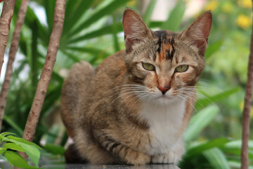 Orange tabby cat lying down and looking at camera