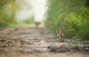 The Golden jackal in Morning 