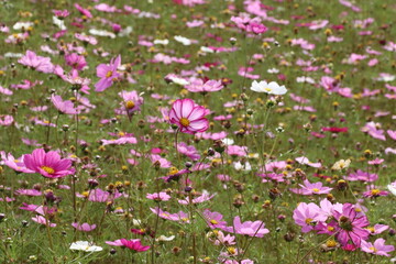コスモスの野原。