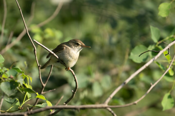 Blyth's Reed Warbler ,Acrocephalus dumetorum