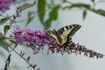 Old World Swallowtail or common yellow swallowtail (Papilio machaon) sitting on summer lilac in Zurich, Switzerland