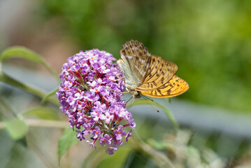Silver-washed Fritillary (Argynnis paphia) butterfly sitting on summer lilac in Zurich, Switzerland