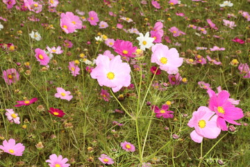 コスモスの野原。