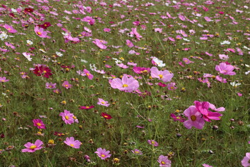 コスモスの野原。