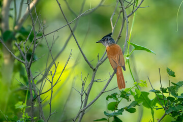 Indian Paradise flycatcher in Forest