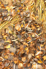 Mystical Path Through the Autumn Forest