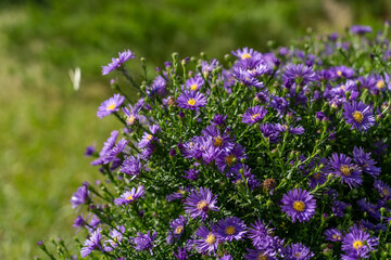 Fototapeta premium A lush cluster of blooming purple asters fills the garden, brightening the greenery under the warm sunlight