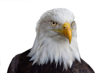 American Eagle isolated on white background