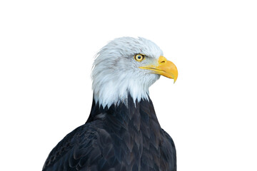 American Eagle isolated on white background