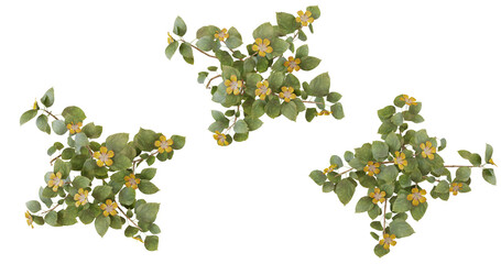 Top view of green foliage with yellow flowers. Three separate plants arranged in a triangle.