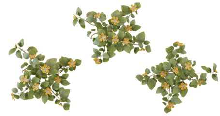 Top view of green foliage with yellow flowers. Three separate plants arranged in a triangle.
