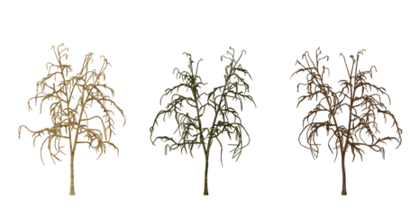Four isolated 3D models of a tropical tree on transparent Background. Perfect for game design, 3D modeling, and other creative projects.