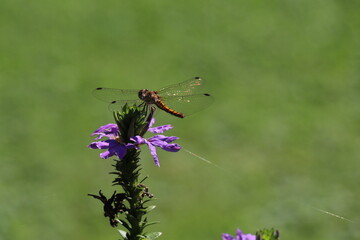 dragonfly sitting on a purple background with a green bokeh background