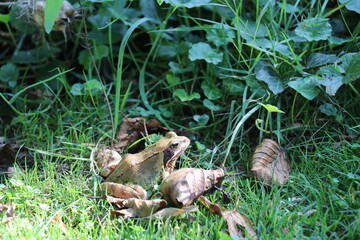 european common frog on a lawn amidst dry leaves