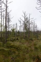 Obraz premium Kranke Fichten im Tinovul Mohoş