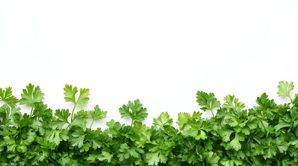 Obraz premium Fresh Green Herbs Foliage Background with Copy Space