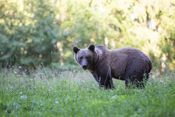 Braunbär im Gras