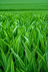 Obraz premium A photostock image of organic farming practices in a green, lush field, perfect for sustainable agriculture themes