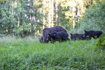 Eine Familie im Wald