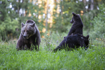Bärenjunge beobachtet seine Mutter im Wald © tamaslaza3