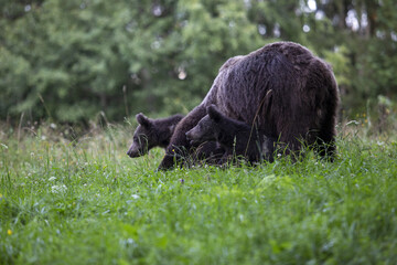 Bärenjungen im Gras