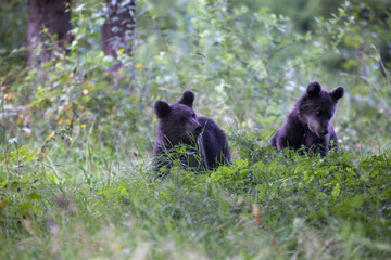 Bärenjungen im Gras