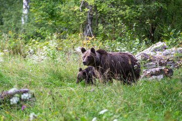 Bärenjunge und Mutter im Gras