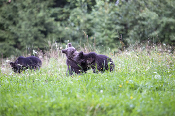 Kämpfende Bären im wald