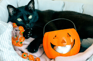 black cat sitting with jack o lantern halloween decoration