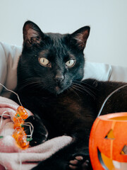black cat sitting with jack o lantern halloween decoration
